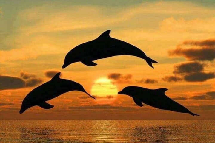 Dolphin tour, Jozani Forest, Jambiani Kuza Cave, Paje Beach &The Rock restaurent