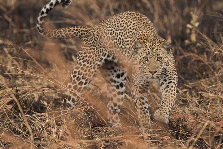 Visite privée de 2 jours dans le parc national de Mikumi au départ de Dar es Salaam