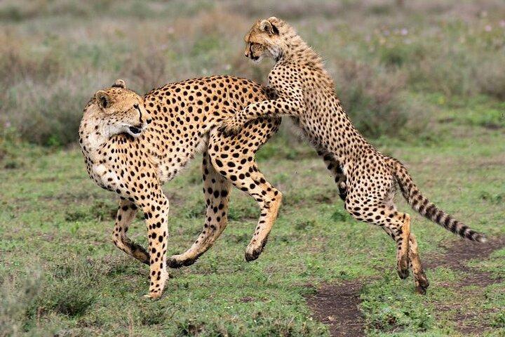 5 dages safari i Tarangire, Serengeti og Ngorongoro Wonders