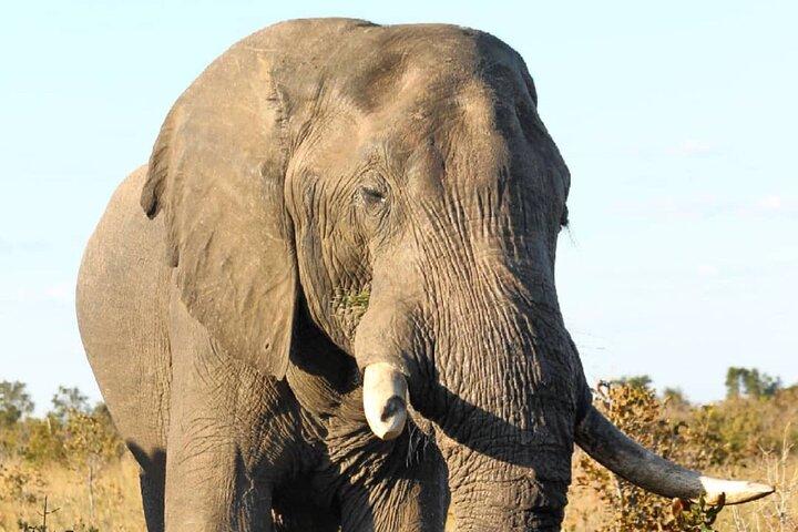 4-daagse Victoria Falls Safari Tour & Chobe National Park gamedrive
