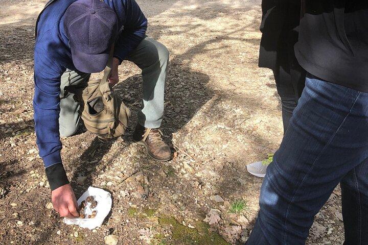 Caça privada de trufas na Toscana