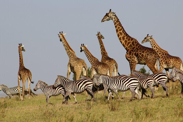 4-dages safari - Tarangire, Ngorongoro og Serengeti