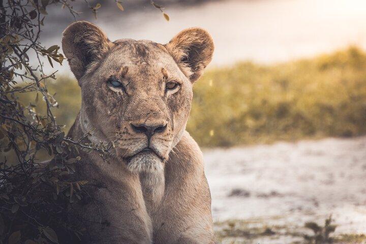 4-dages safari - Tarangire, Ngorongoro og Serengeti