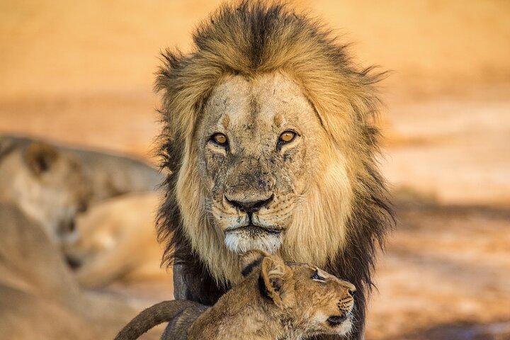 4-dages safari - Tarangire, Ngorongoro og Serengeti
