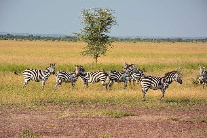 6-dages uforglemmelig tur i Tanzania