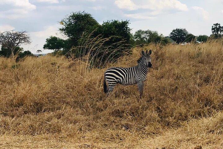 Mikumi National Park Dagtrip vanuit Dar Es Salaam Vertrek 03.00 uur