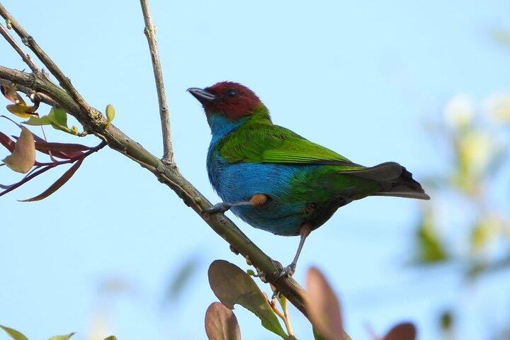Observation des oiseaux et visite du café dans le Salento