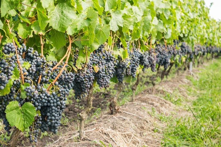 Private Tour of Top 5 Stellenbosch Wineries From Cape Town