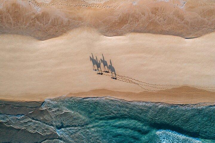 Horse Riding on the Beach with private transfer from Lisbon