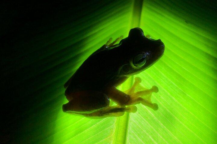 Excursion de nuit dans la jungle tout compris