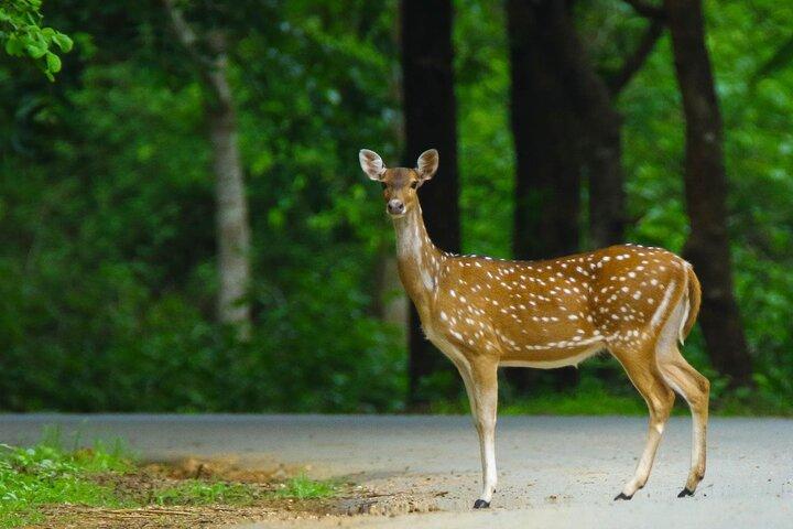 Hubli til Anshi National Park (Kali TigerReserve) & Goa Beach Tour