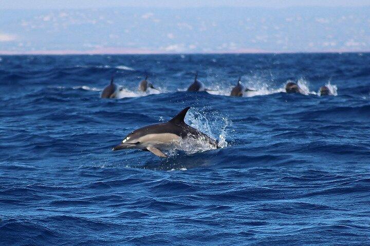 Lagos: Dolphin Watching Tour + Marine Biologist Guide