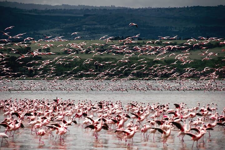 4-Day Masai Mara Great Migration & Lake Nakuru ~ Group 4×4 Safari