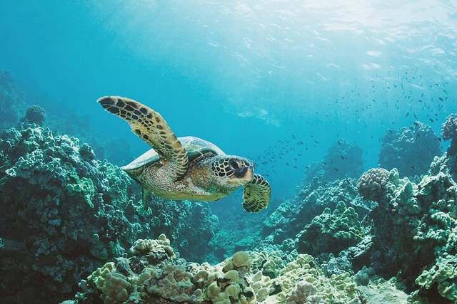 Turtle Canyon