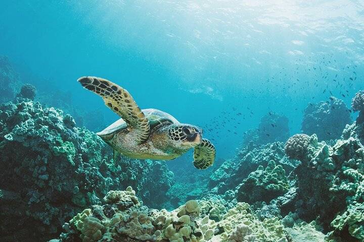 Turtle snorkeling, Oahu