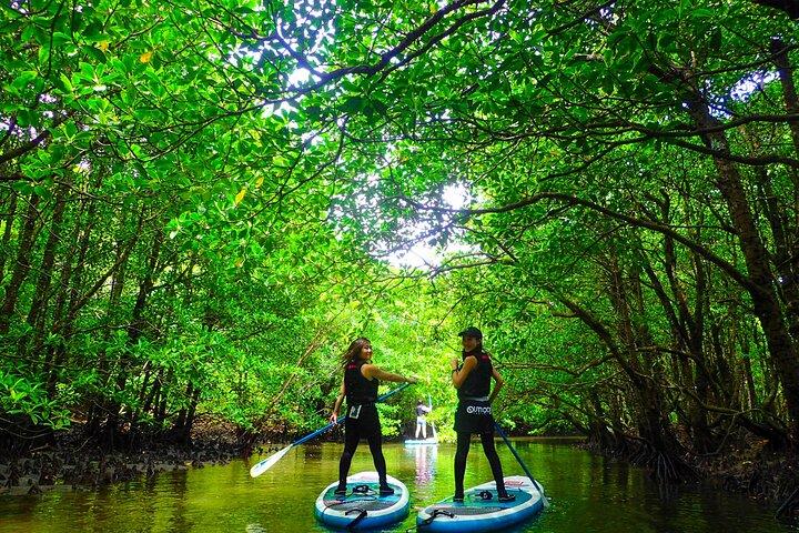 Okinawa Iriomote Mangrove SUP of kanotocht