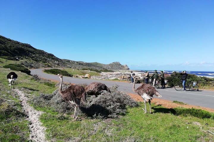 Cape Peninsula E-bike Cycle with Vehicle - Private Tour