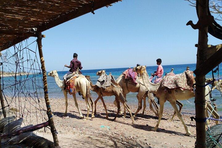 Día completo en Dahab desde Sharm El Sheikh Snorkel & Camel Ride, Quad Bike