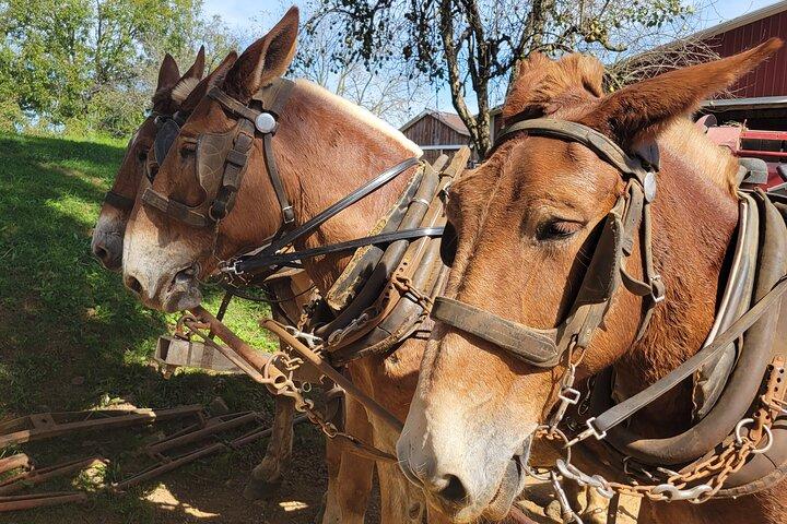 Unique Amish Immersion in Lancaster