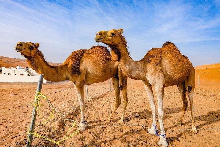 Giornata intera privata Wadi Bani Khalid e Wahiba Sanda Deserto / Tramonto