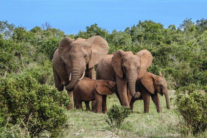 Magisk Murchison Falls National Park Safari med Globetrotters Afrika