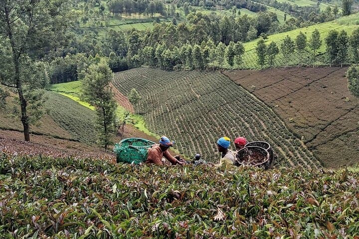 Purple Tea Farm Tour from Nairobi City - Specialty Tea Tasting