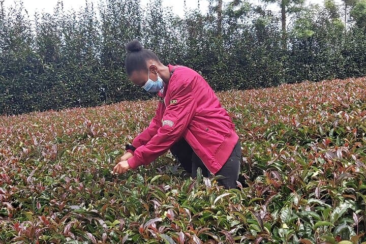Purple Tea Farm Tour from Nairobi City - Specialty Tea Tasting