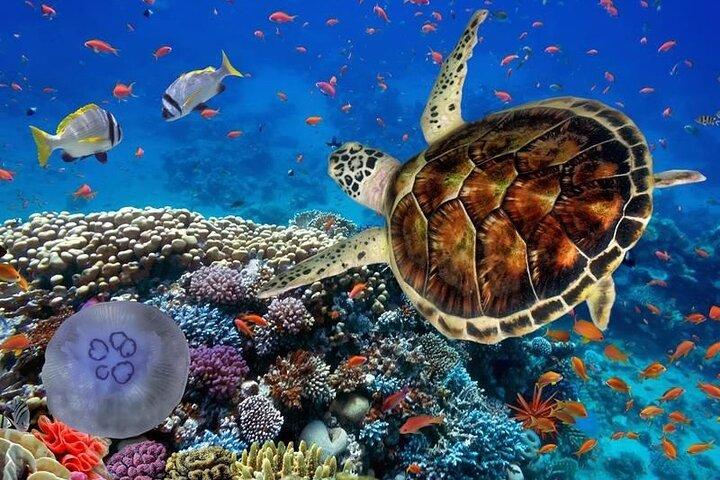 Dia inteiroTurtle Adventure: ATV, Zipline, Cenote & Turtle Swim