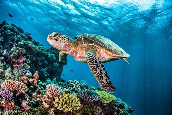 Dia inteiroTurtle Adventure: ATV, Zipline, Cenote & Turtle Swim