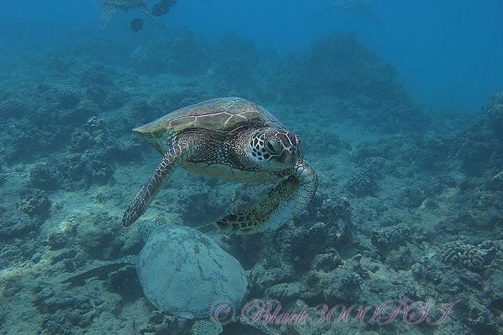 Hawaii DISCOVER Buceo Principiante + Certificado de 2 Tanques con Escasez