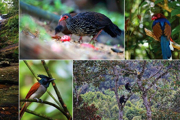 Excursão de um dia à floresta tropical de Sinharaja