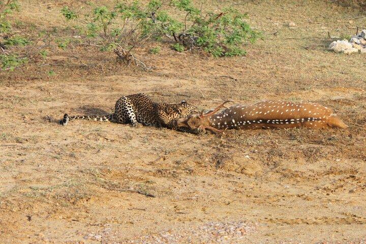 Full Day Safari (Det bedste for leoparder og elefanter og mere..)