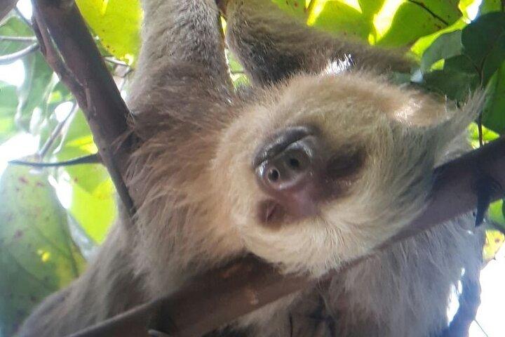 Visite guidée de randonnée du parc national Manuel Antonio