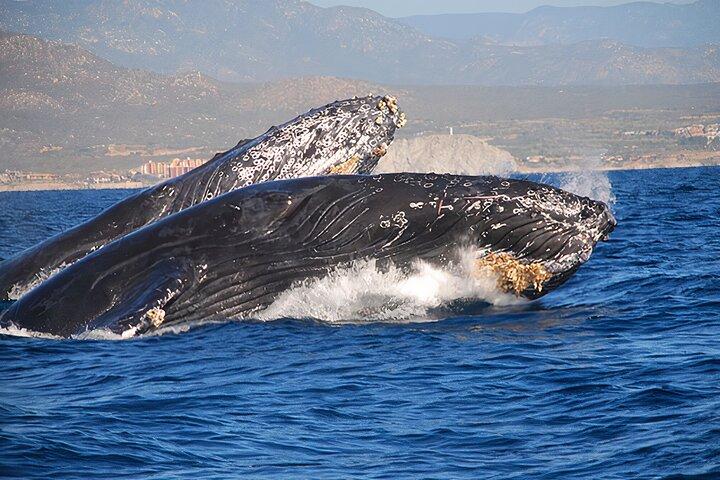 Cabo San Lucas Humpback Whale Watching Tour