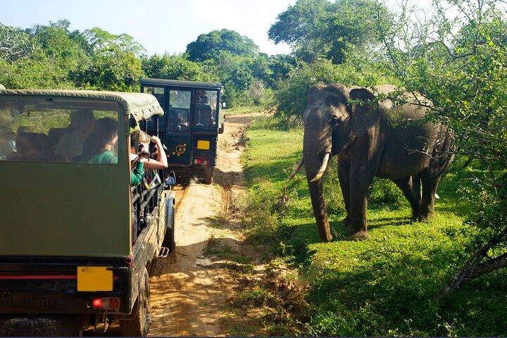 Yala Safari de meio dia de Yala