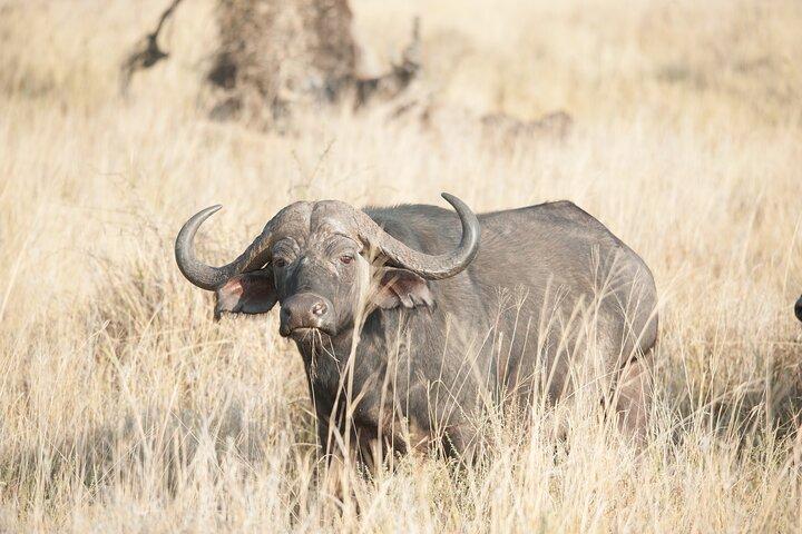 5-dagars privat campingsafaritur i Tanzania