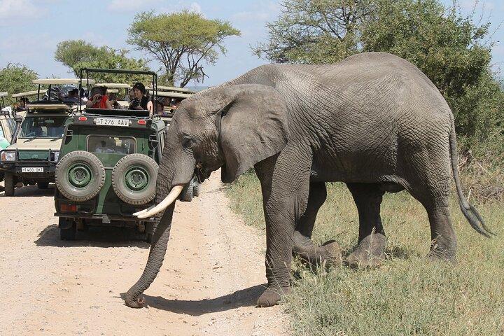 10 jours de visite privée en safari en Tanzanie