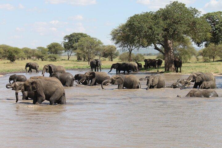 10 jours de visite privée en safari en Tanzanie