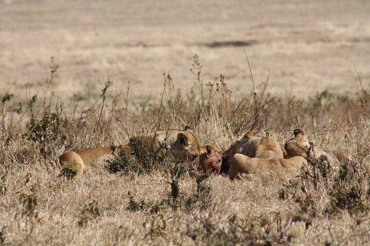 5-dagars privat campingsafaritur i Tanzania