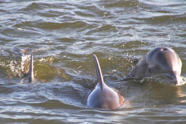 Pink Dolphins