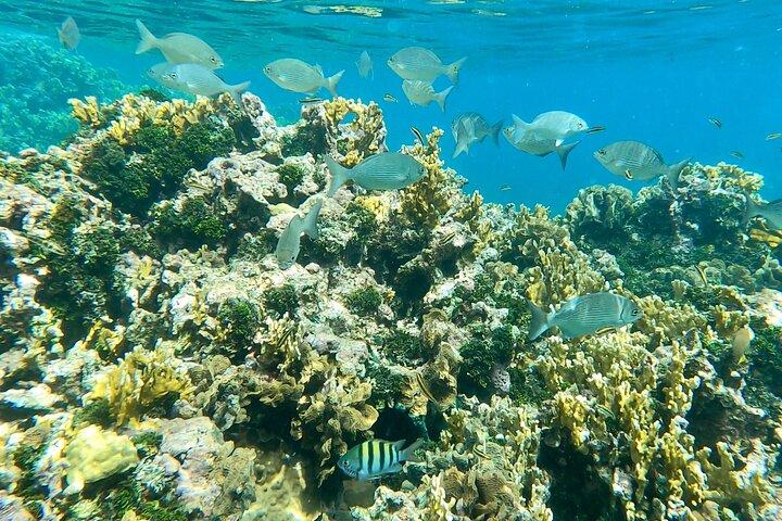 Crociera di un giorno in catamarano caraibico: spiagge, snorkeling e pranzo