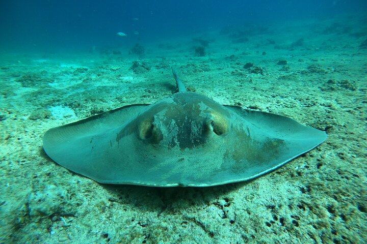 Snorkeling em Ilhas Dimaniyat e observação de golfinhos (meio dia)