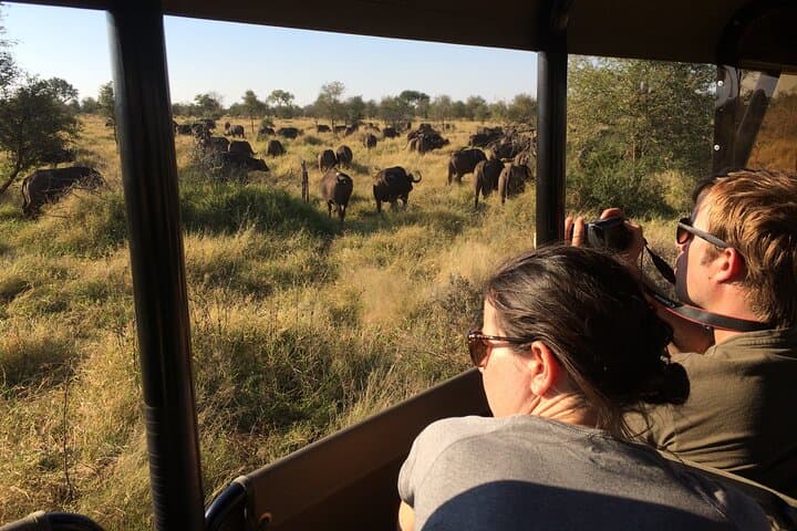 Private Morning Game Drive from Hazyview l Kruger National Park