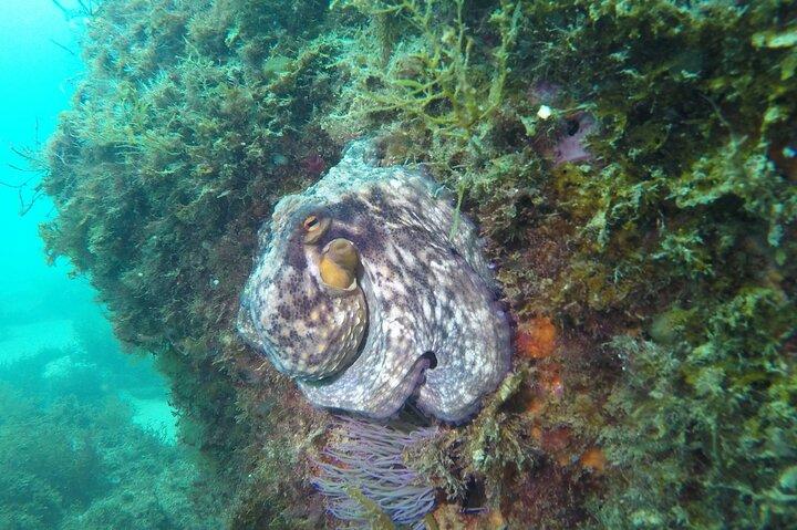 Snorkling - Marine Park Discovery