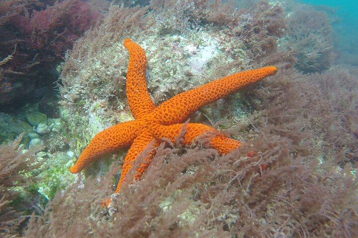 Snorkling - Marine Park Discovery