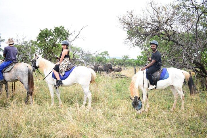 Seilbahn & Horse Trail Safari