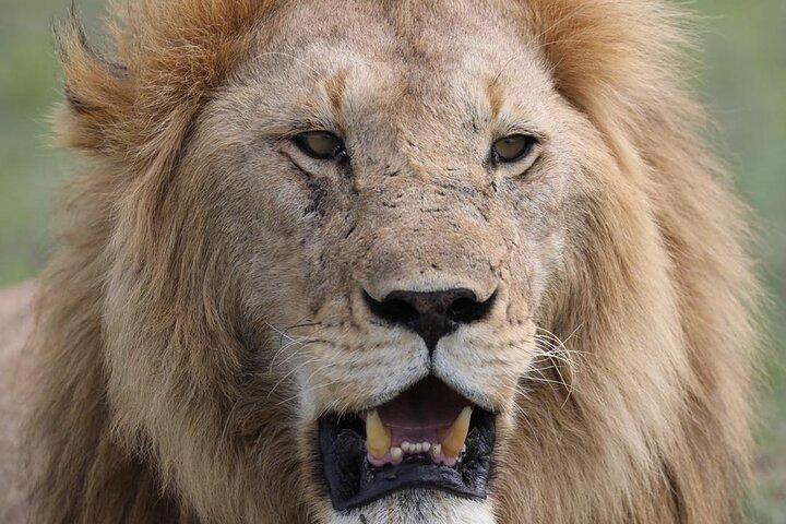 Privat dagstur i Tarangire National Park