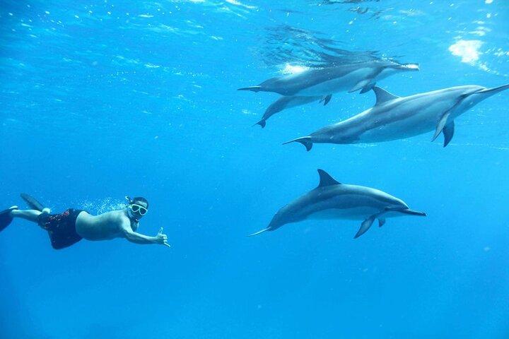 Dolphin House Sea Trip – HURGHADA VIP