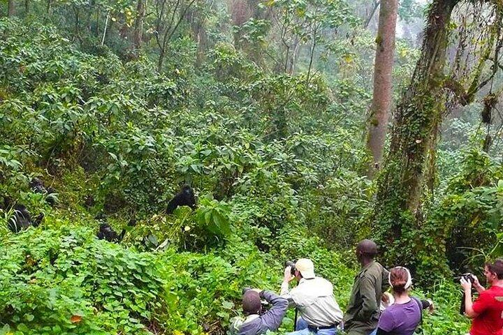 Gorilla Trekking