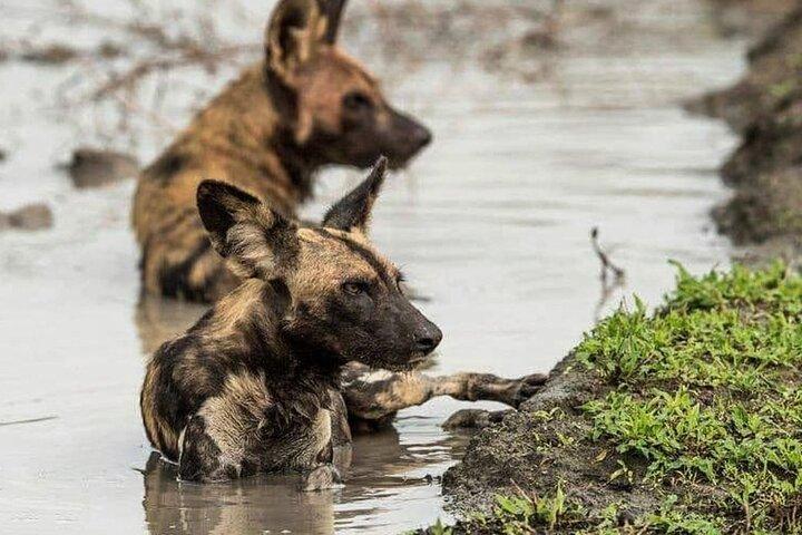 3 Days Selous Game Reserve Adventure (flyv ind)